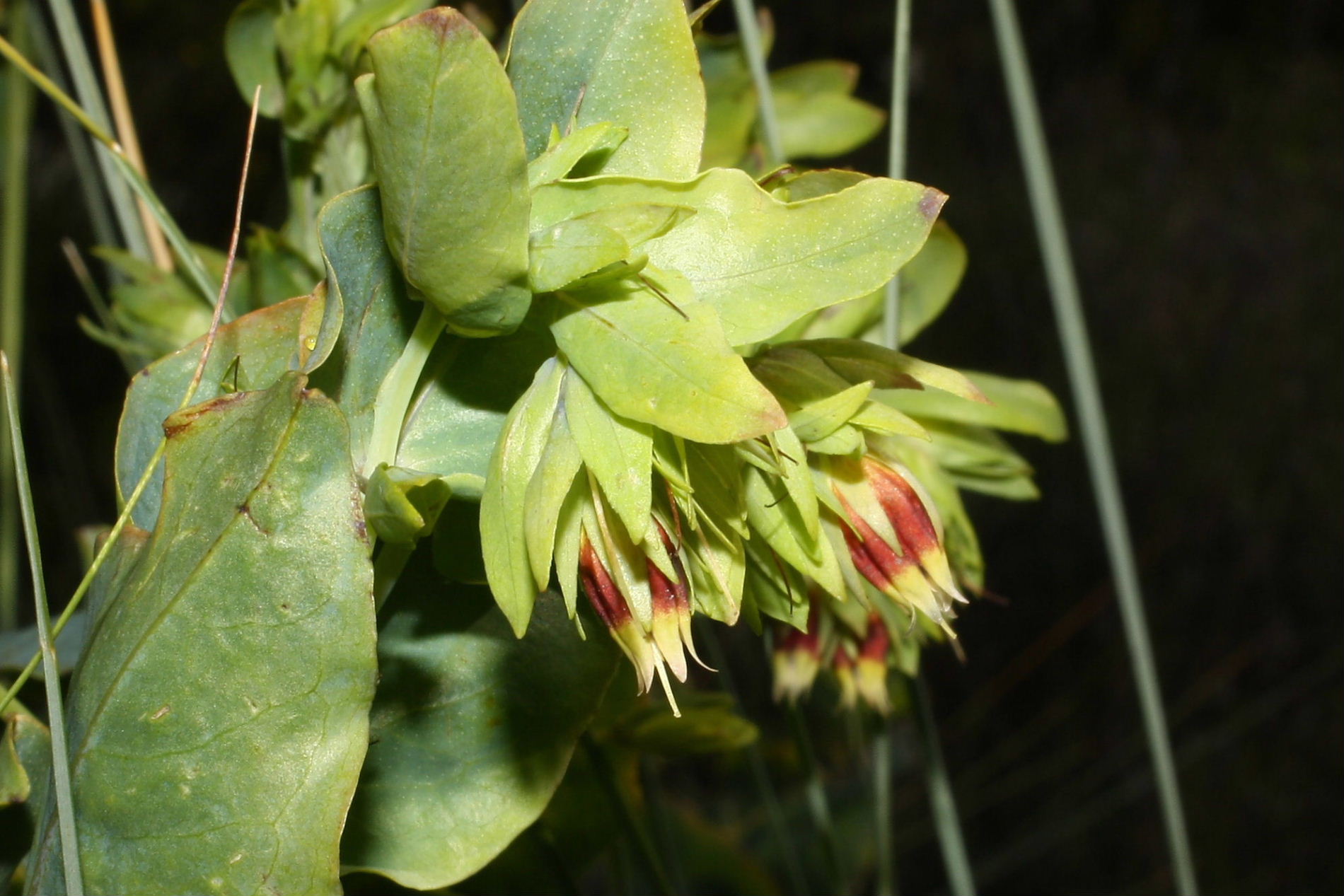 Cerinthe minor subsp. auriculata / Erba vajola auricolata